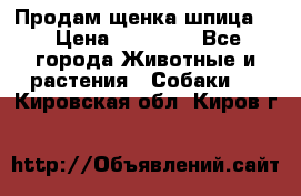 Продам щенка шпица.  › Цена ­ 15 000 - Все города Животные и растения » Собаки   . Кировская обл.,Киров г.